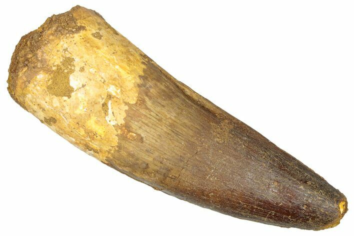 Real Fossil Spinosaurus Tooth - Nice Enamel Preservation #289787